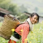 Hvordan kan jeg følge med i opdateringer om min julekurvs levering og status?